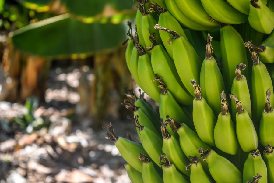 Banana Growing Farm