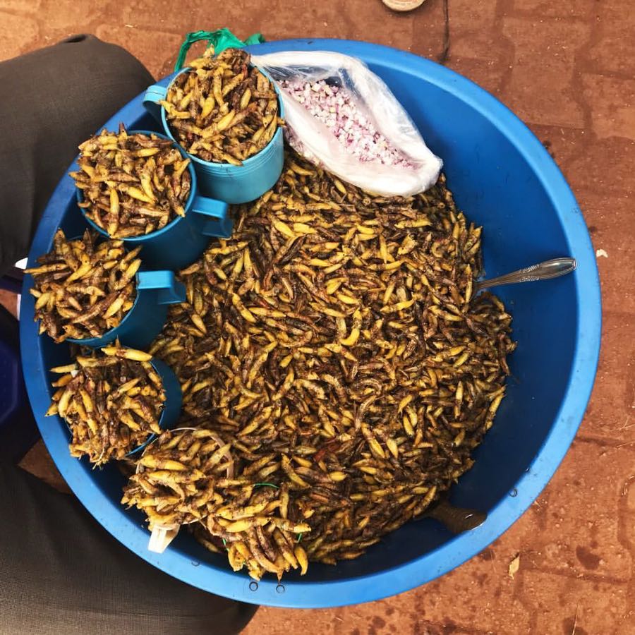 fried grasshopper in a bucket 