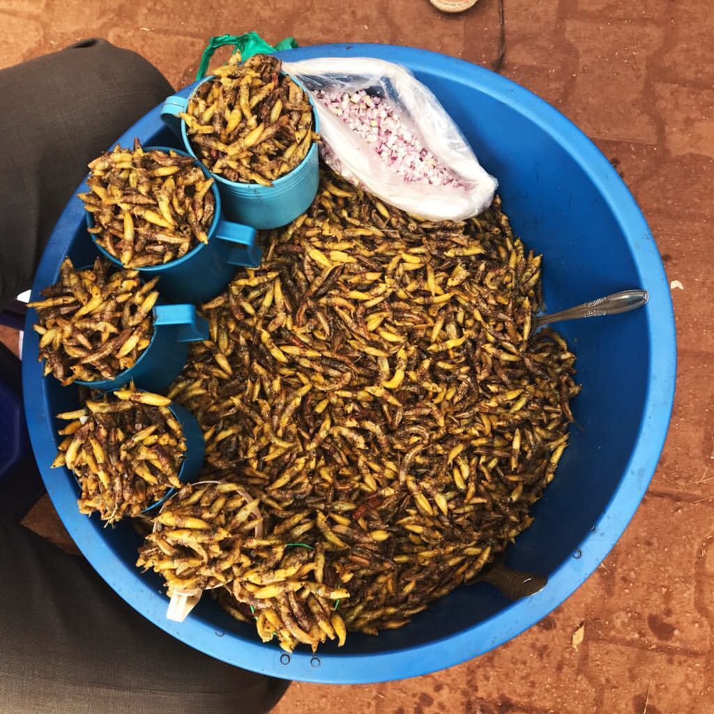 fried grasshopper in a bucket